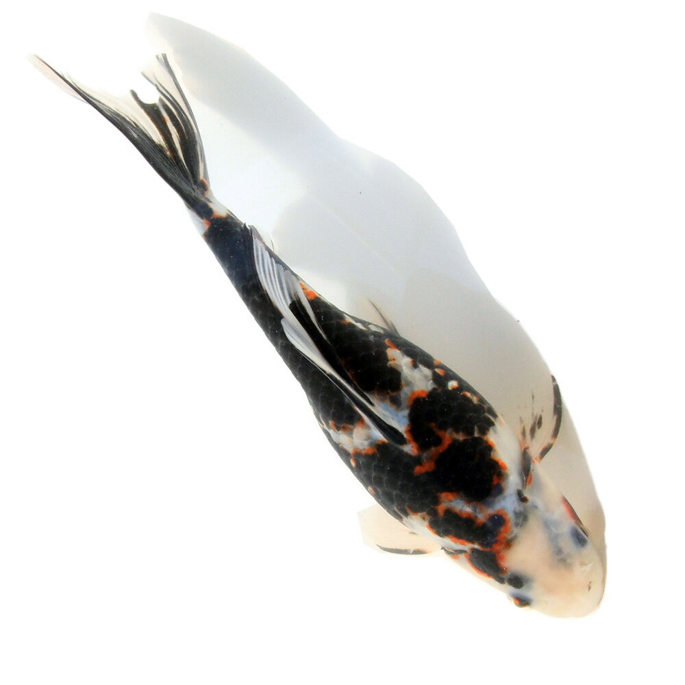 �ʶ���˰���ʪ����ʸ�⡡25cm�ޡ���񻺡�1ɤ��