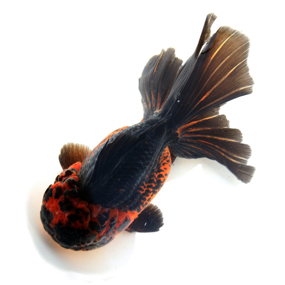 �ʹ񻺶���˰���ʪ�����������Ƭ�����໺��18cm�ޡ���1ɤ��