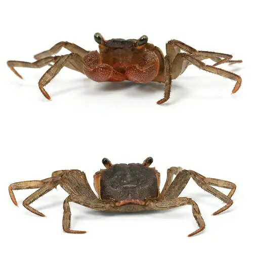 �ʥ��ӡ����ˡ˥��ꥹ�ޥ��硡�ĥ꡼���饤�ߥ󥰥���֡�3ɤ��