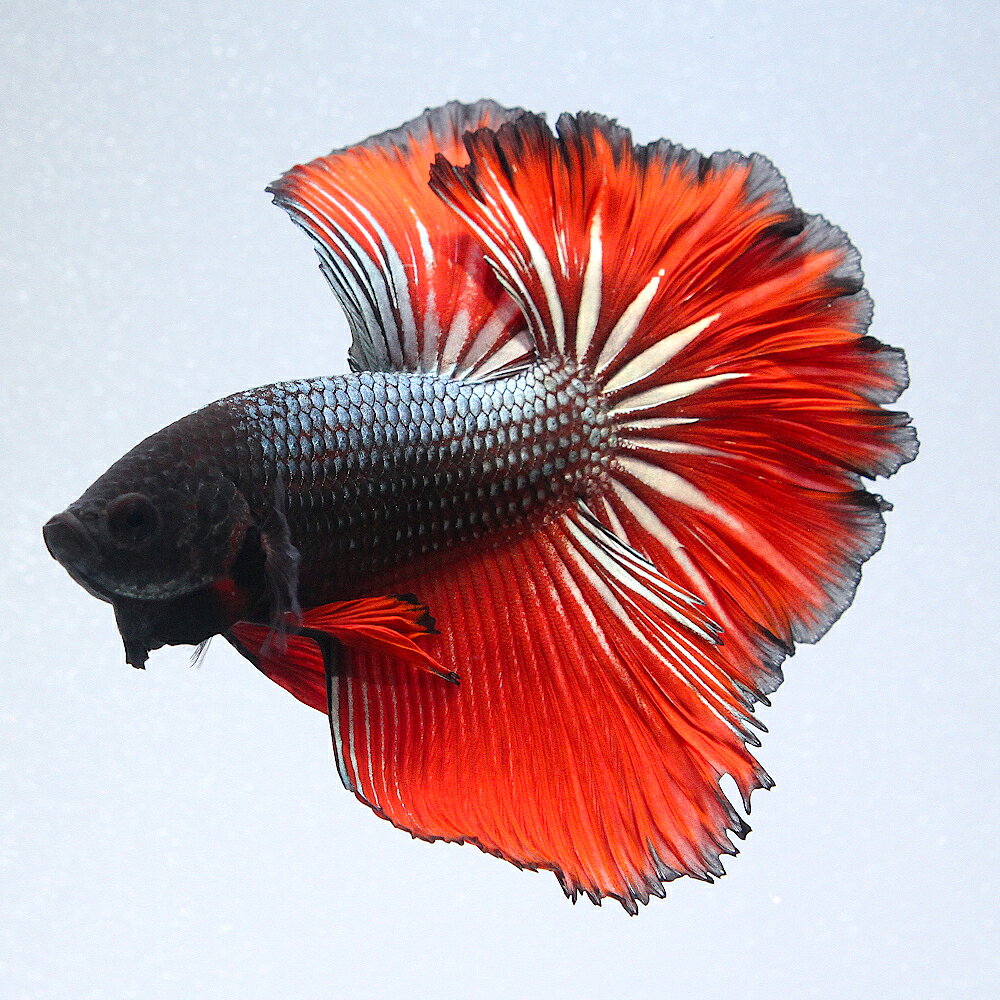 （熱帯魚）一点物　ベタ　ハーフムーン　コッパーレッド　オス（1匹）　北海道・九州航空便要保温