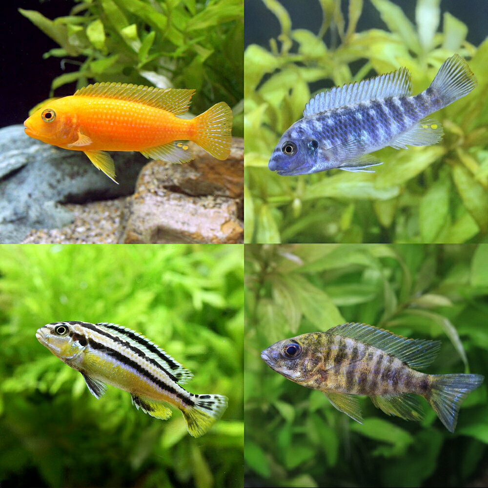 楽天市場】アフリカンシクリッド（観賞魚｜熱帯魚・アクアリウム