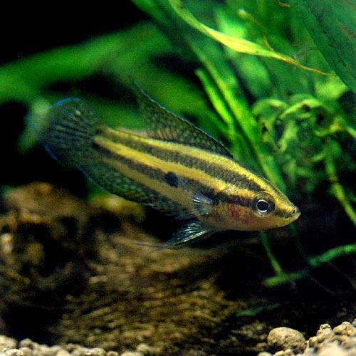 （熱帯魚）リコリス・リンケイ（5匹）　北海道航空便要保温