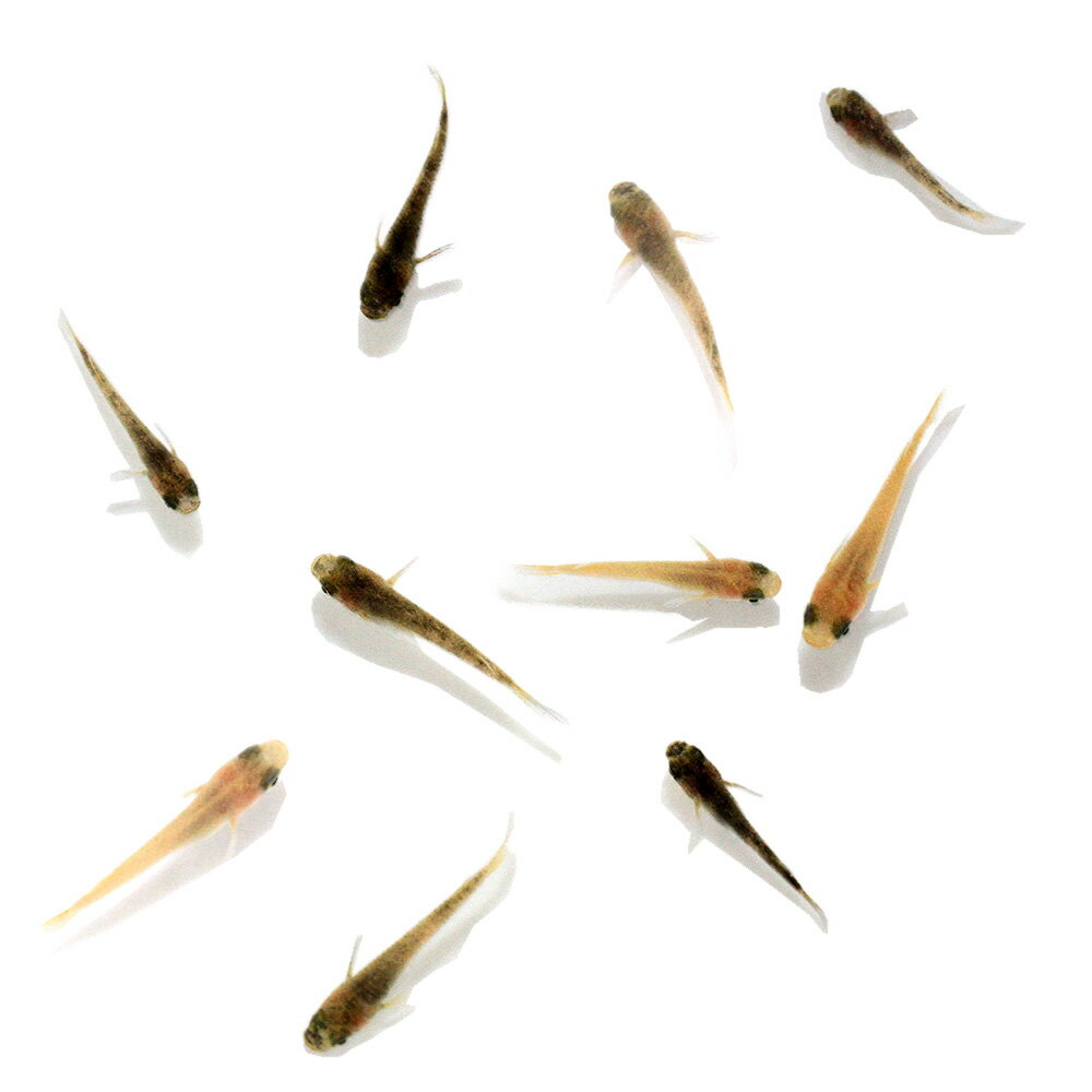 （めだか）無選別　イエロータイガーダイヤメダカ（5匹）