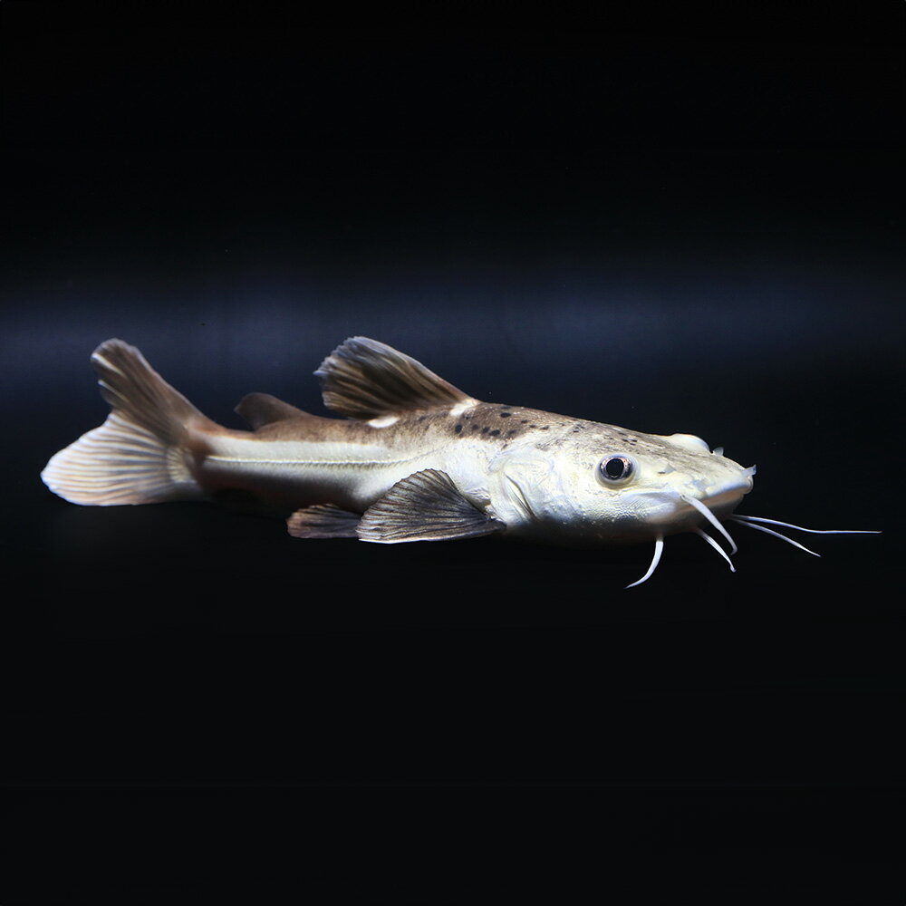 （熱帯魚）一点物　プラチナマーブルレッドテール・キャット（ブリード）（1匹）　北海道・九州航空便要保温
