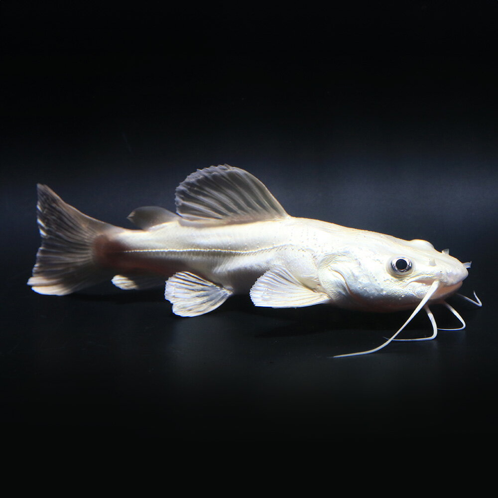 （熱帯魚）一点物　プラチナレッドテール・キャット　ショートボディ（ブリード）（1匹）　北海道・九州航空便要保温