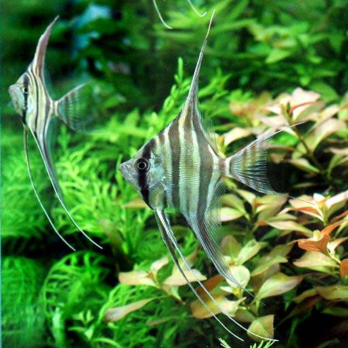 （熱帯魚）（B品）アルタム・エンゼルフィッシュ　Mサイズ（ワイルド）（3匹）　北海道・九州航空便要保温