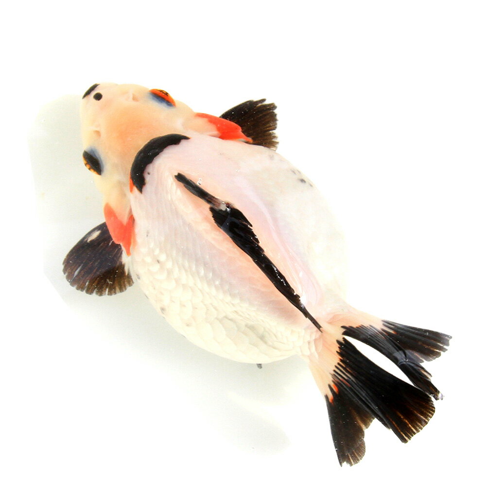 （金魚）一点物　ダルマ琉金　15cm±　（外国産）（1匹）