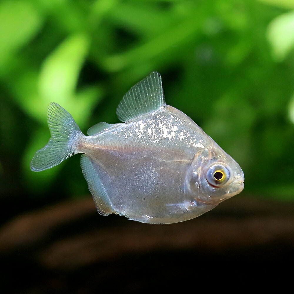 （入荷未定）（熱帯魚）メチニス（ブリード）（1匹）　北海道・九州航空便要保温