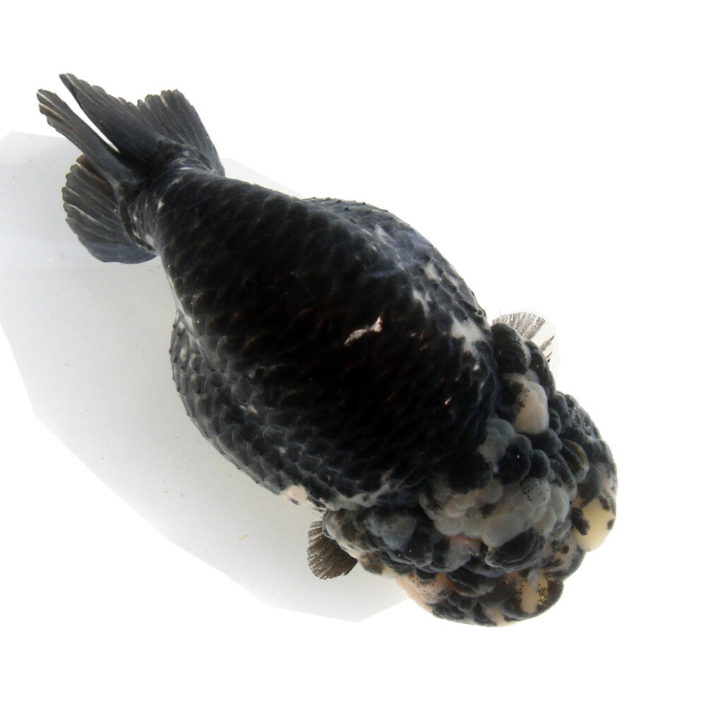 （金魚）一点物　墨江戸錦　15cm±（中国産）（1匹）