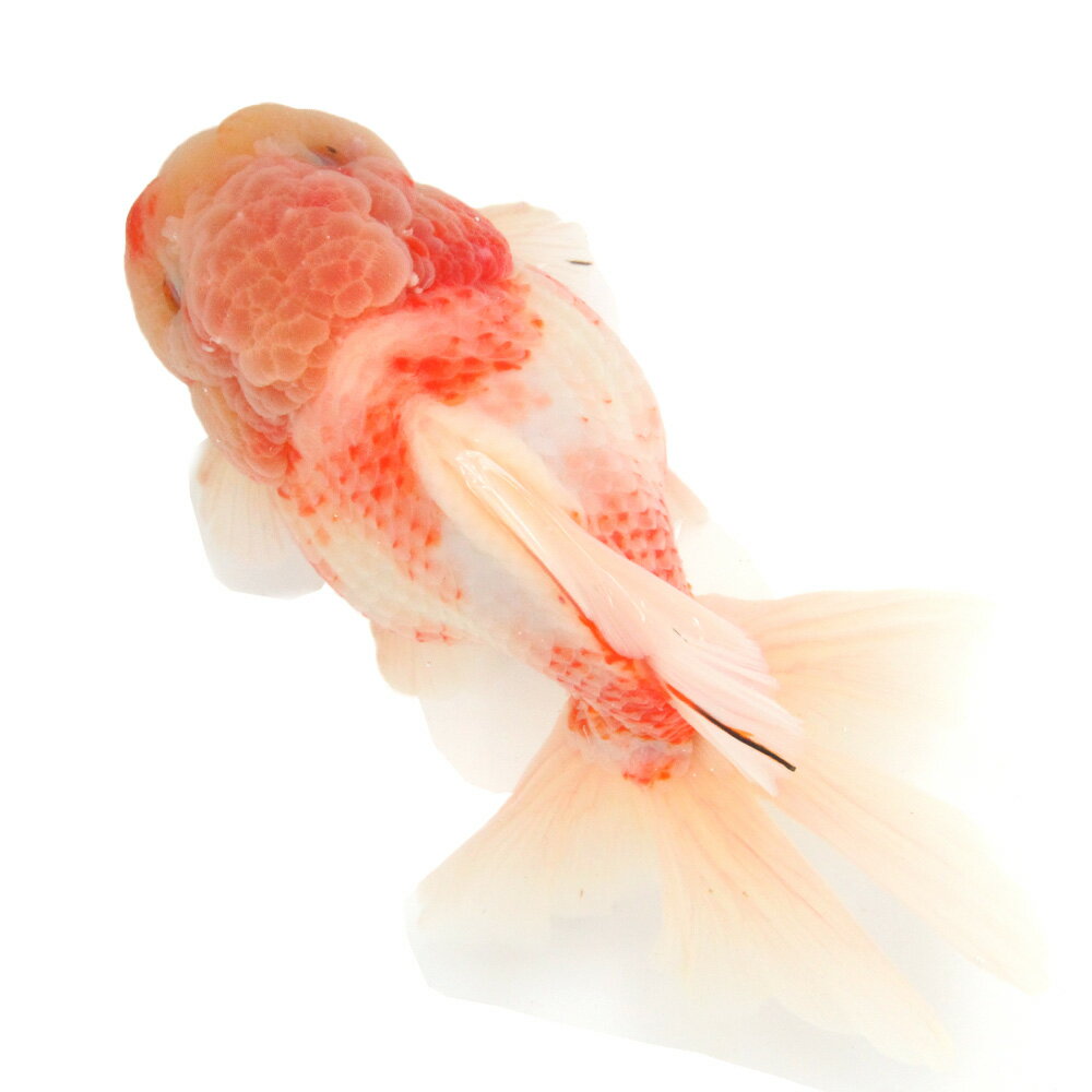 （金魚）一点物　オランダ獅子頭　ローズテール　18cm±（中国産）（1匹）