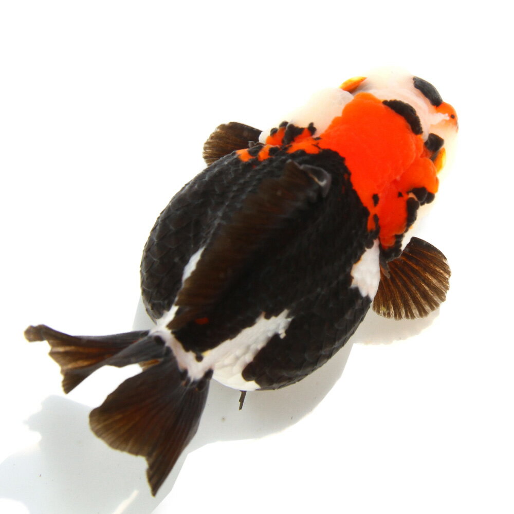 （金魚）一点物　トリカラーオランダ獅子頭ショートテール　10cm±（外国産）（1匹）