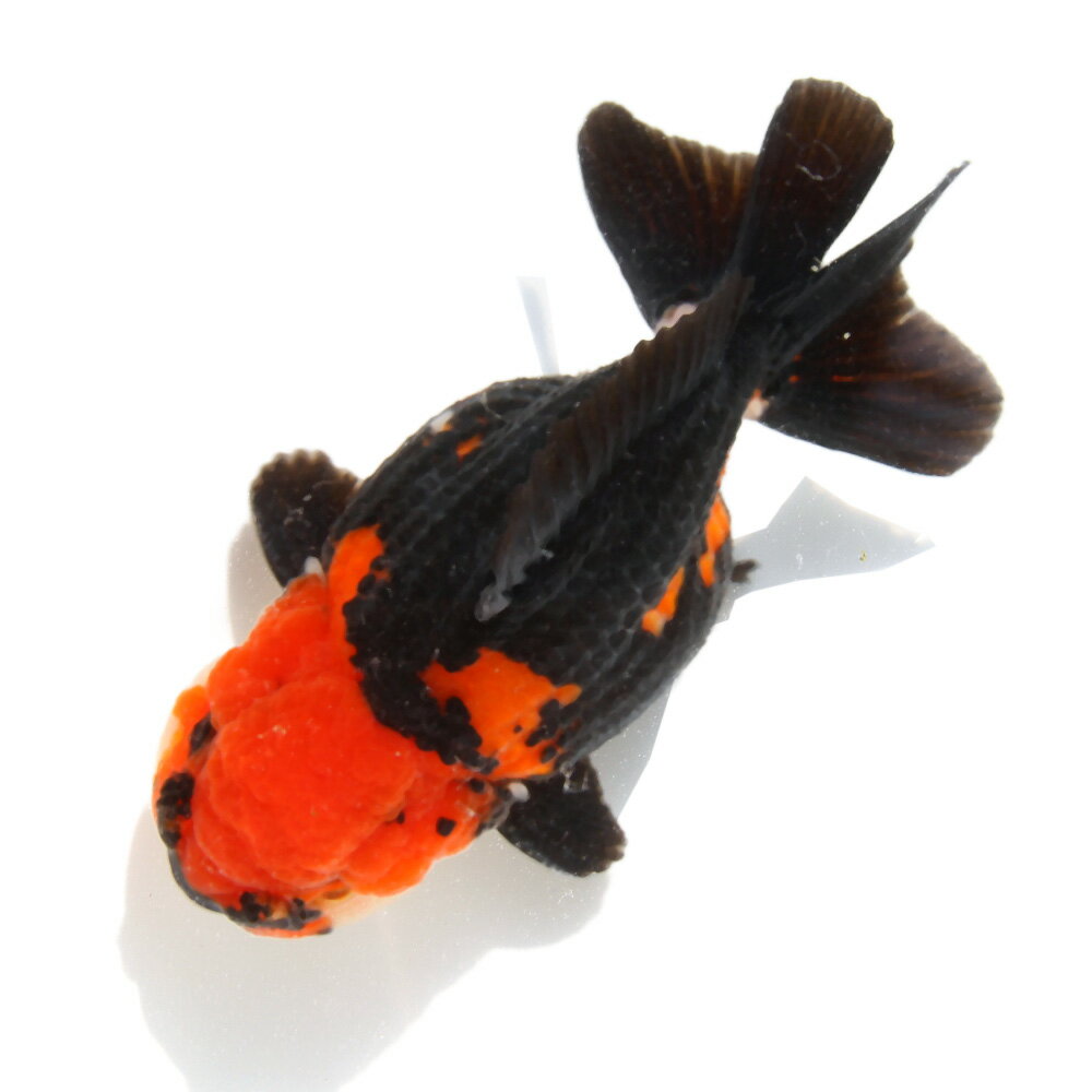 （金魚）一点物　トリカラーオランダ獅子頭ショートテール　9cm±（外国産）（1匹）