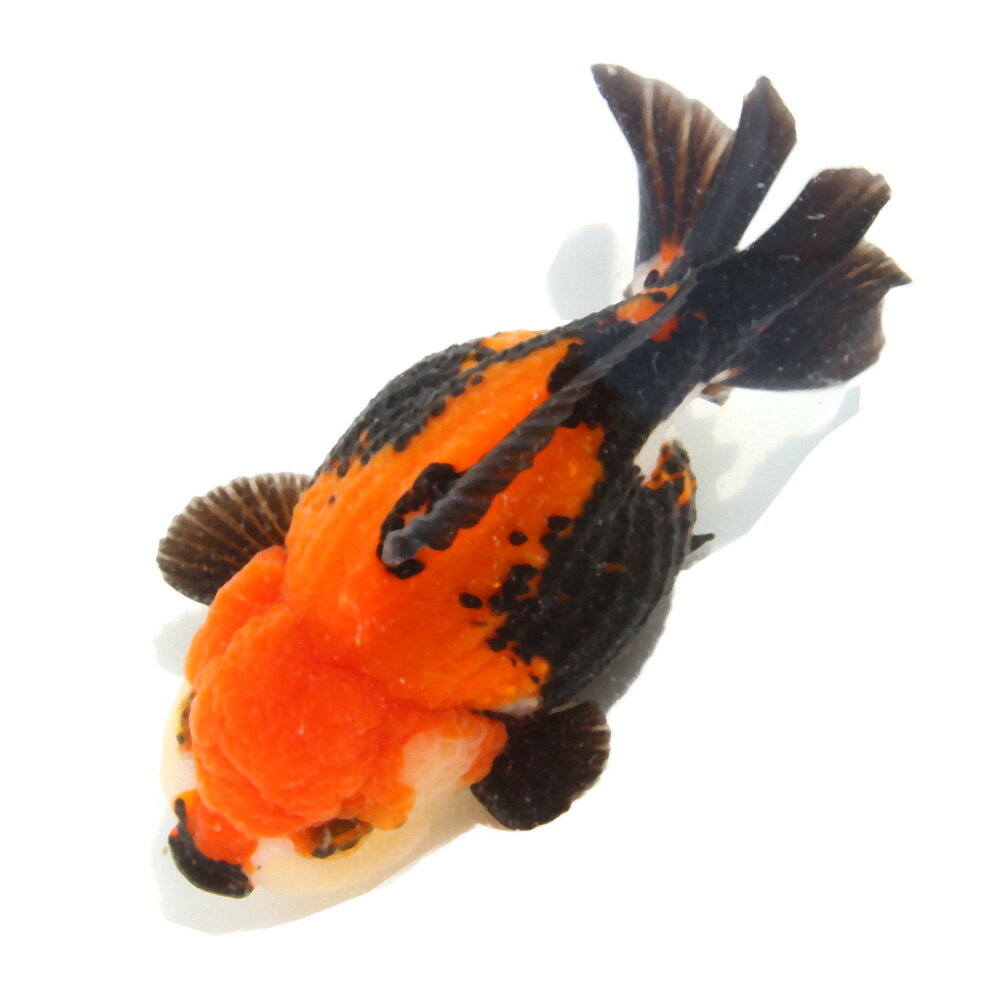 （金魚）一点物　トリカラーオランダ獅子頭ショートテール　10cm±（中国産）（1匹）