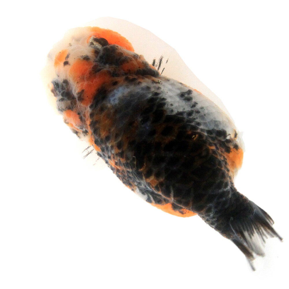 （金魚）一点物　麒麟らんちゅう（外国産）8cm±（1匹）　北海道航空便要保温