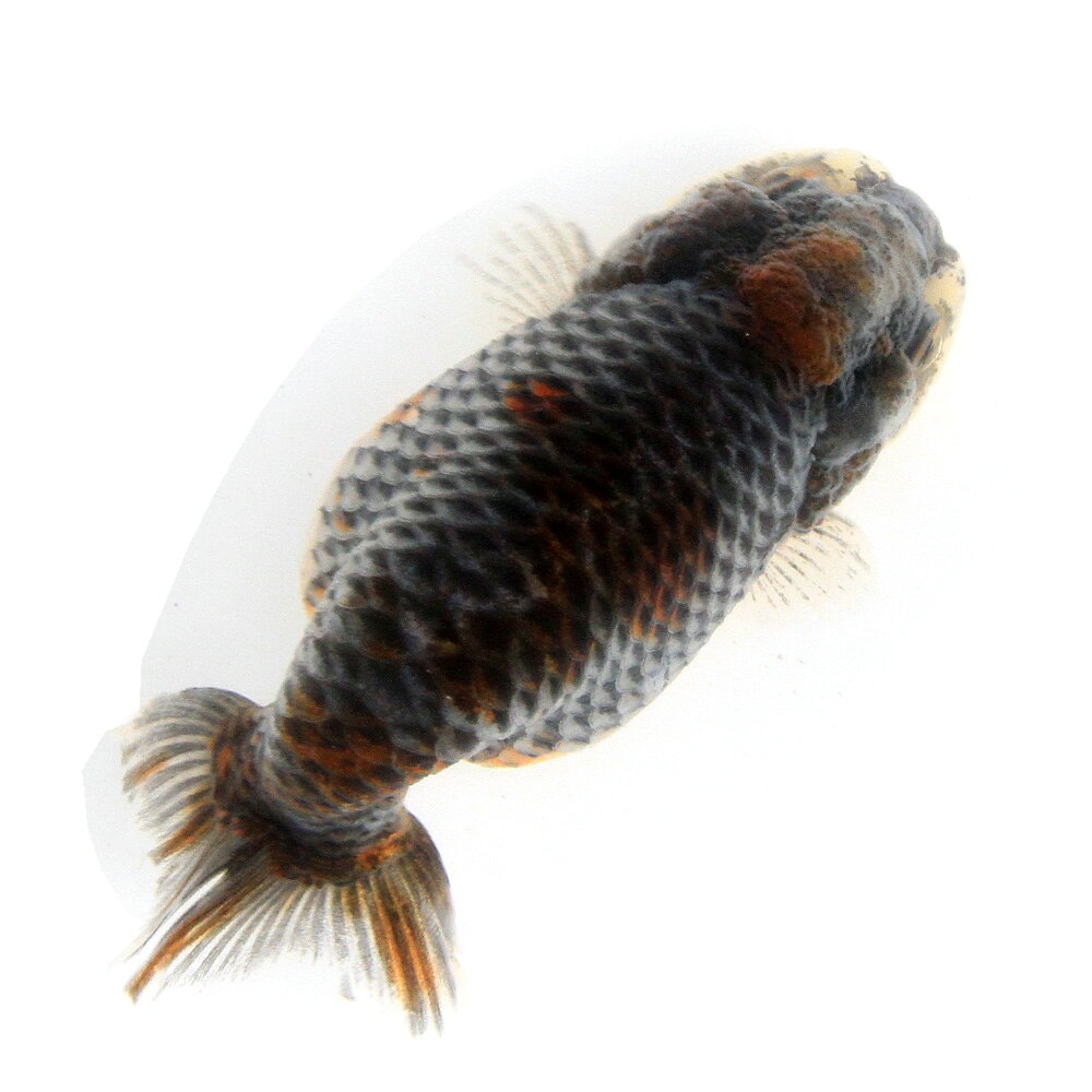 （金魚）一点物　麒麟らんちゅう（外国産）8cm±（1匹）　北海道航空便要保温
