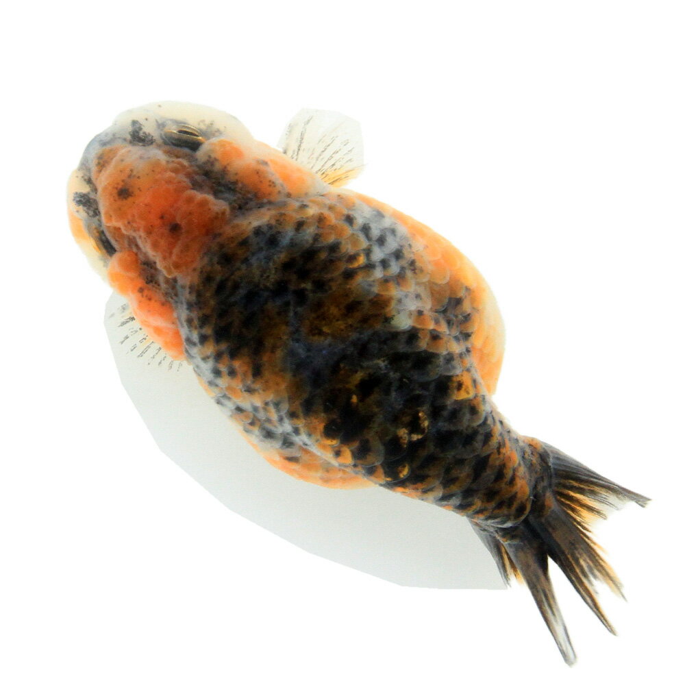 （金魚）一点物　麒麟らんちゅう　（外国産）8cm±（1匹）　北海道航空便要保温