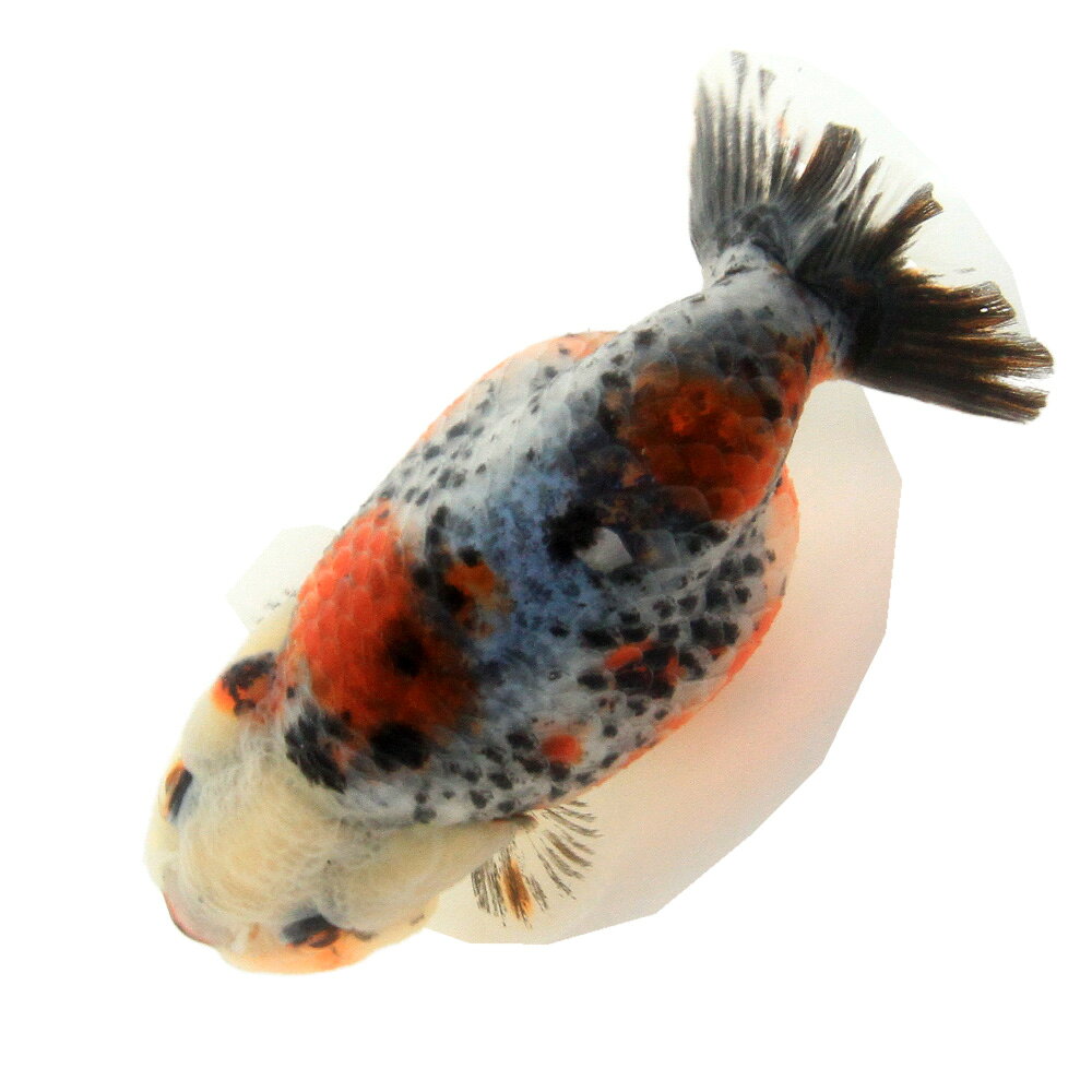 （金魚）一点物　麒麟らんちゅう（外国産）8cm±（1匹）　北海道航空便要保温