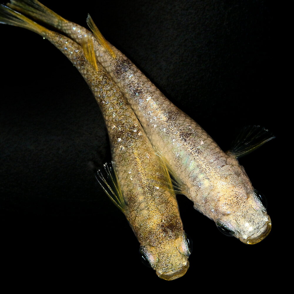 （めだか）一点物　イエロータイガーダイヤメダカ　メダカ屋サバンナブリード（1ペア）