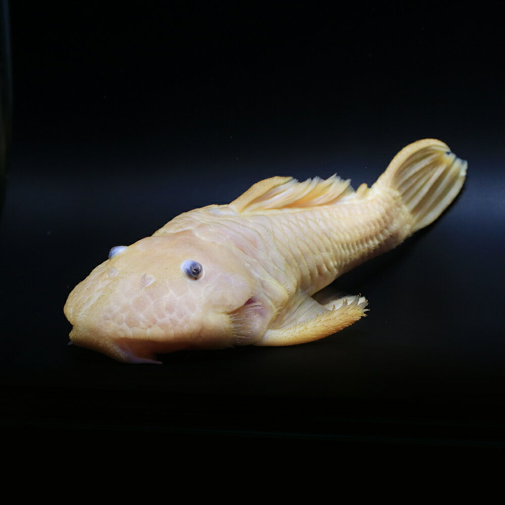 （熱帯魚）一点物　ゴールデンダルマ・プレコ　約17〜20cm（1匹）　北海道・九州航空便要保温　関東当日便