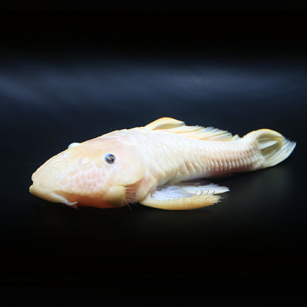 （熱帯魚）一点物　ゴールデンダルマ・プレコ　約22〜24cm（1匹）　北海道・九州航空便要保温　関東当日便