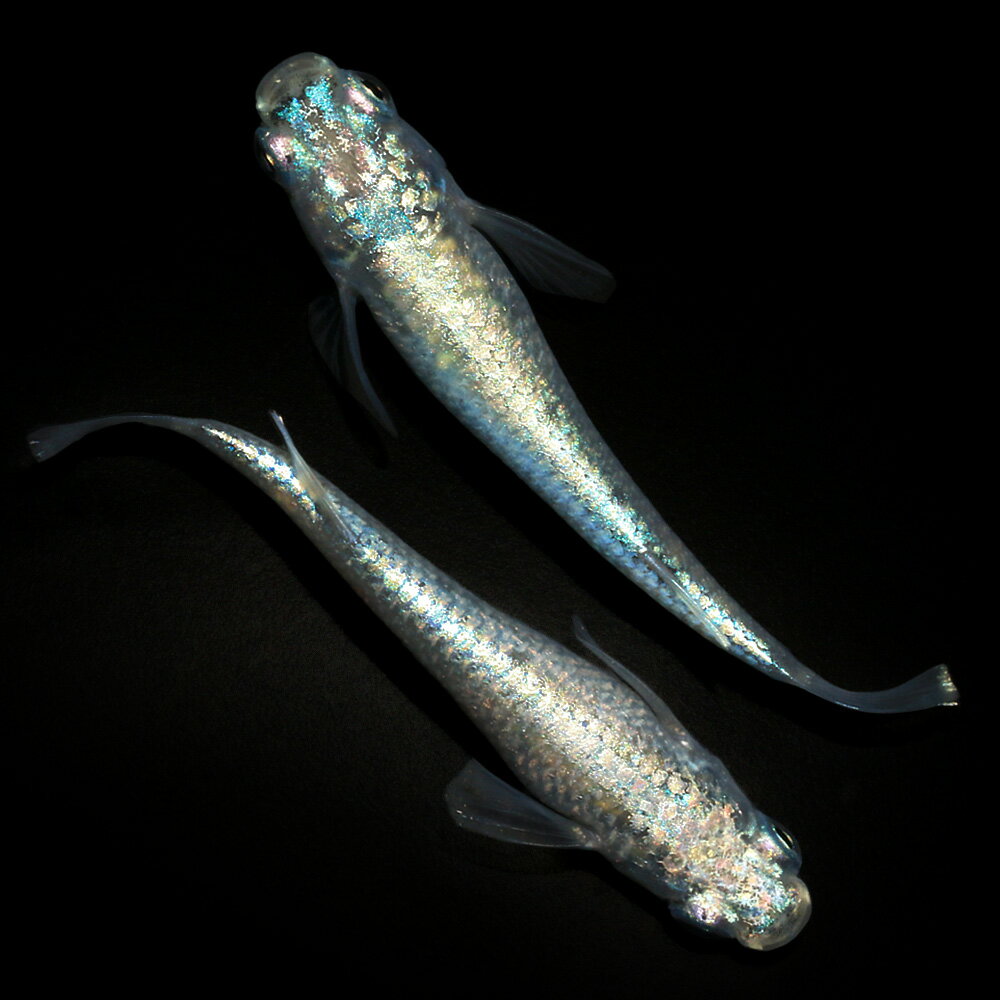 （めだか）一点物　メカチューンメダカ　桃ちゃんメダカブリード（1ペア）