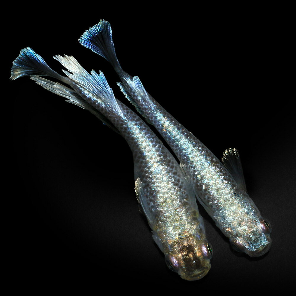 （めだか）一点物　ブラックフェザーライトメダカ　メダカ屋サバンナブリード（1ペア）