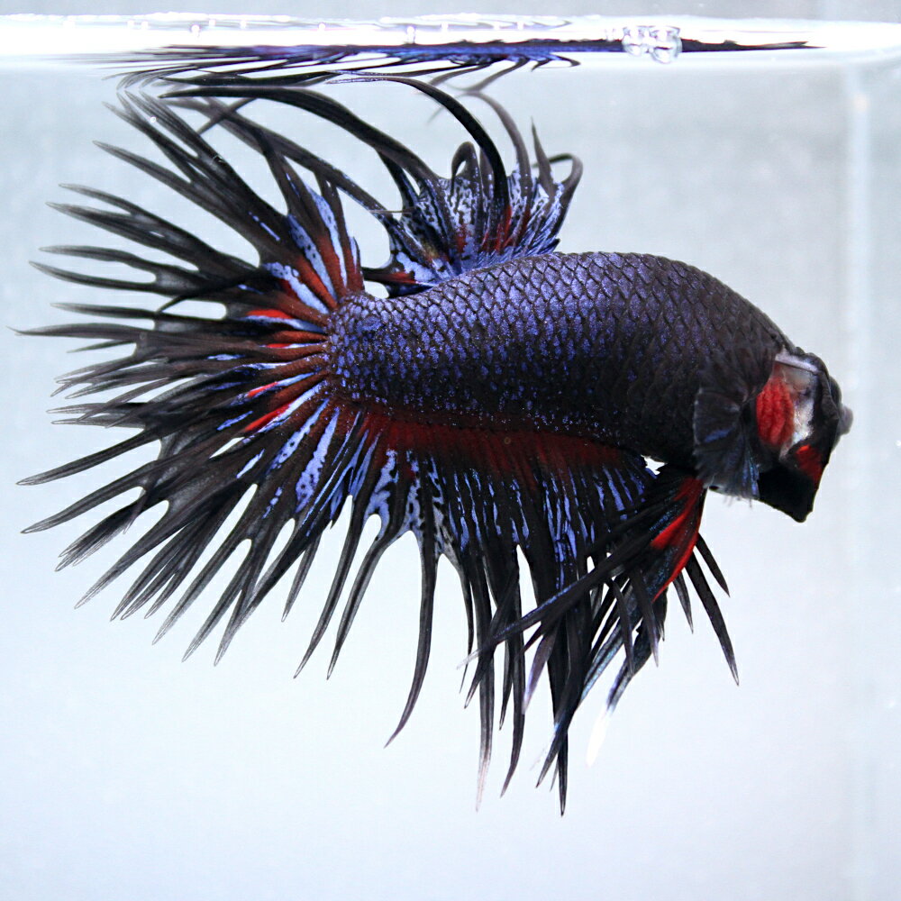 （熱帯魚）一点物　ベタ　クラウンテール　レッドオーキッド　オス（1匹）　北海道・九州航空便要保温