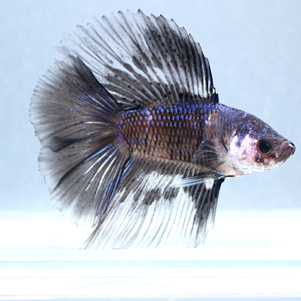 （熱帯魚）一点物 ベタ ダブルテール ブルー＆ブラック オス（1匹） 北海道・九州航空便要保温