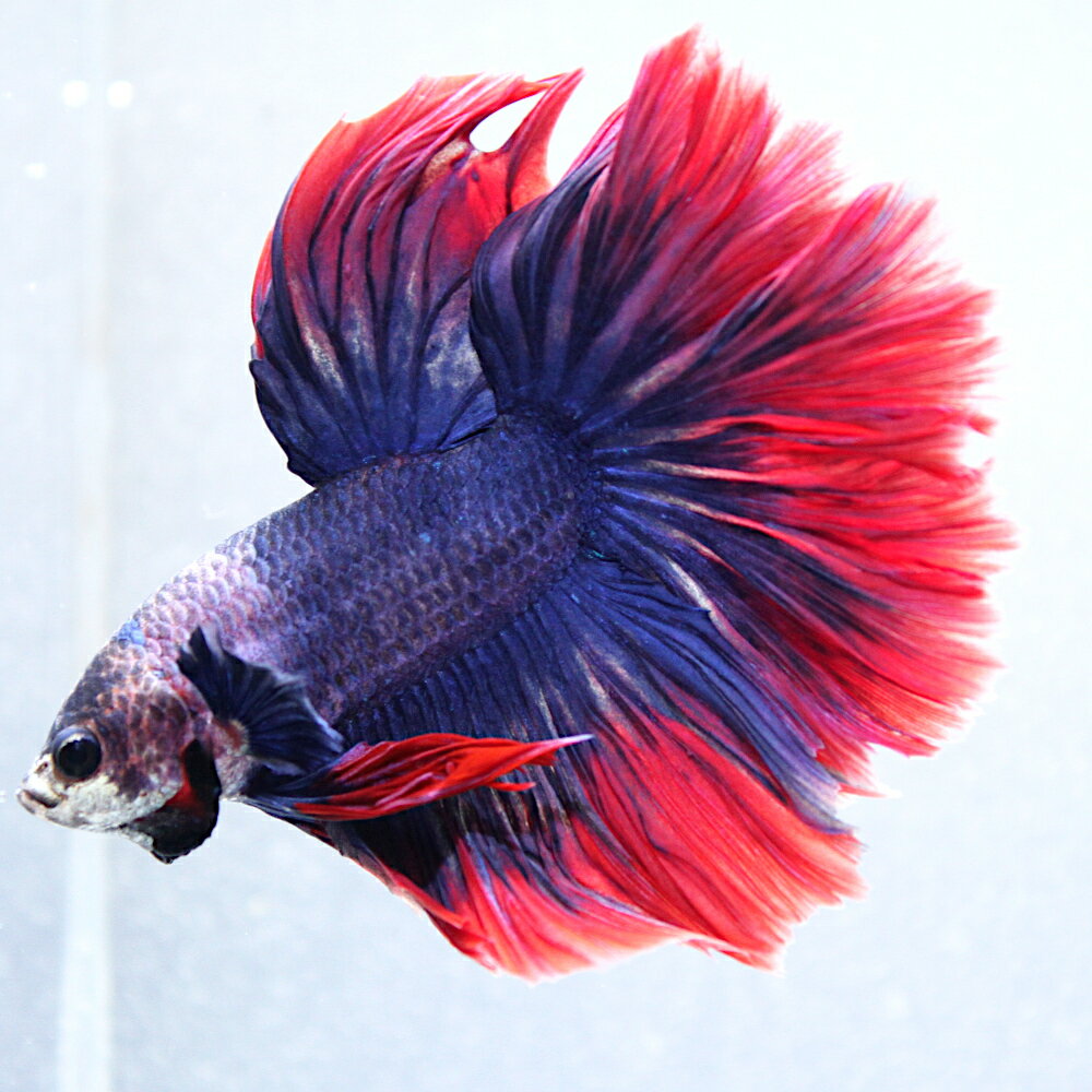 （熱帯魚）一点物　ベタ　フルムーン　ブルーレッドバンド　オス（1匹）　北海道・九州航空便要保温