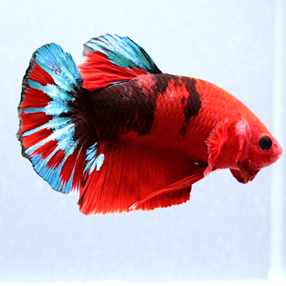 （熱帯魚）一点物　ベタ　ハーフムーンプラカット　ヘルボーイ　オス（1匹）　北海道・九州航空便要保温