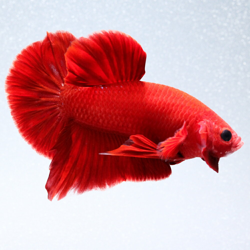 （熱帯魚）一点物　ベタ　ハーフムーンプラカット　スーパーレッド　オス（1匹）　北海道・九州航空便要保温