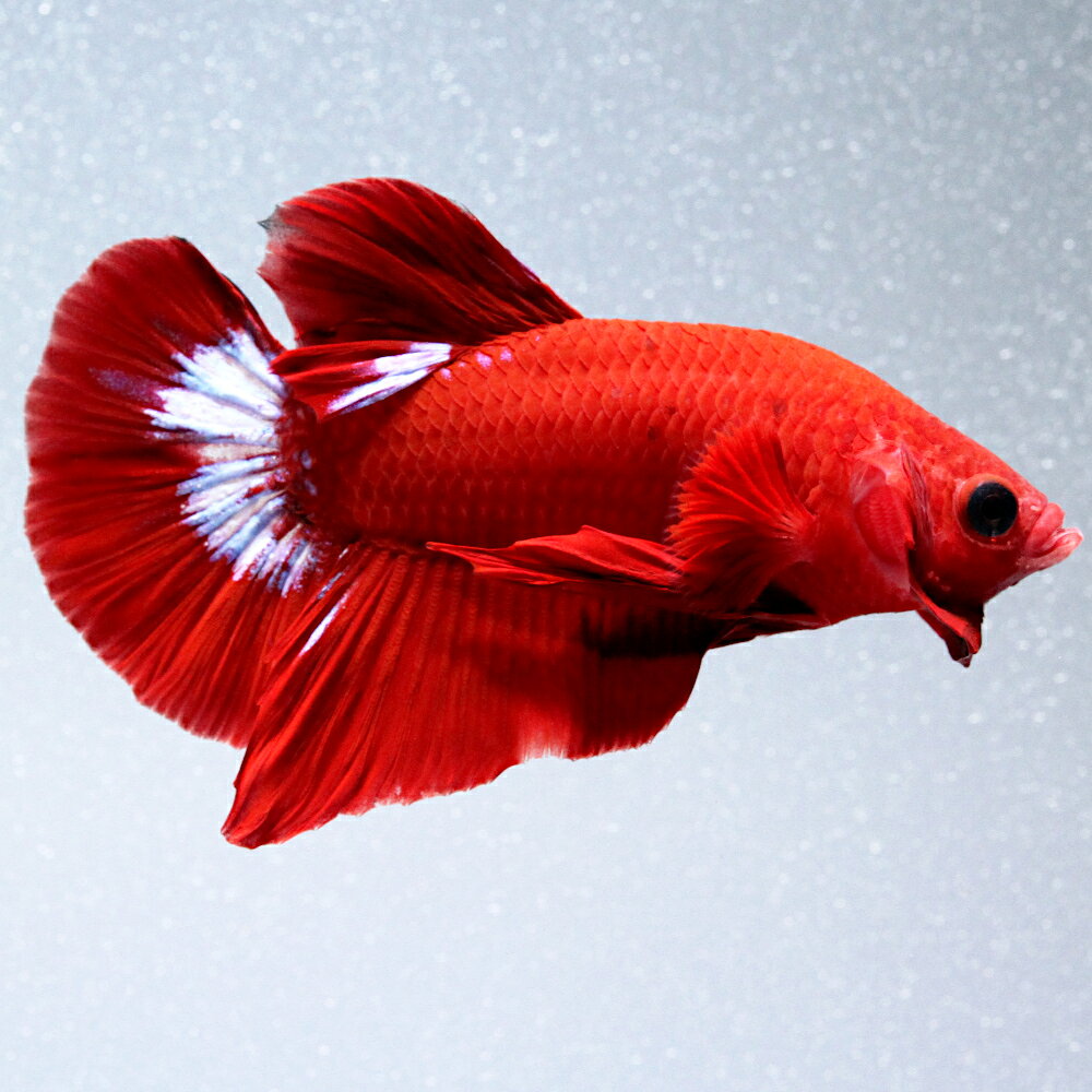 （熱帯魚）一点物　ベタ　ハーフムーンプラカット　ヘルボーイ　オス（1匹）　北海道・九州航空便要保温