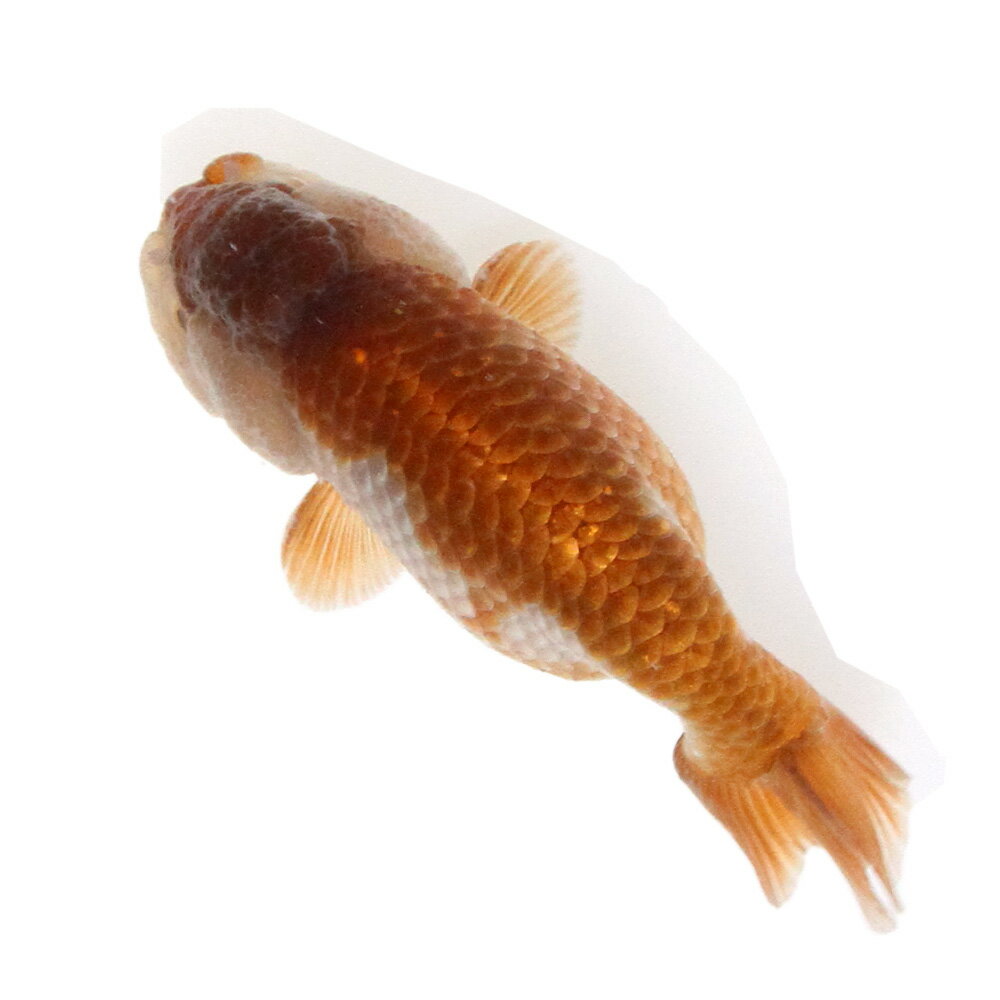 （金魚）一点物　瑪瑙らんちゅう（中国産）10cm±（1匹）　北海道航空便要保温