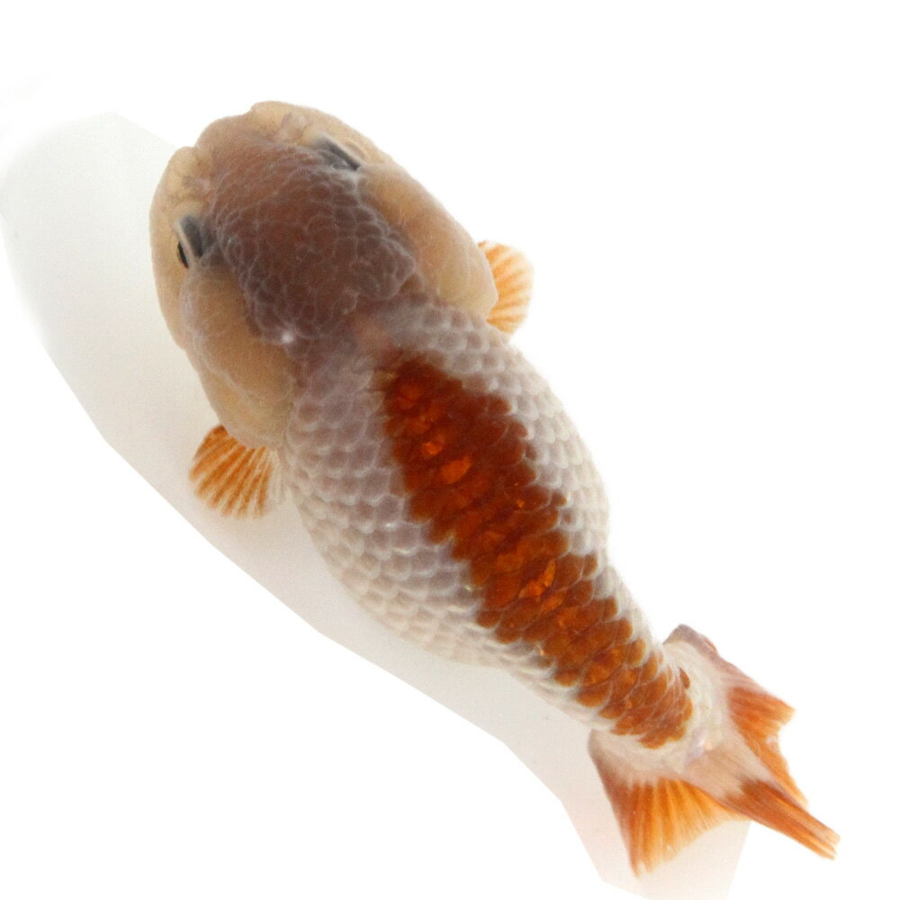 （金魚）一点物　瑪瑙らんちゅう（中国産）10cm±（1匹）　北海道航空便要保温