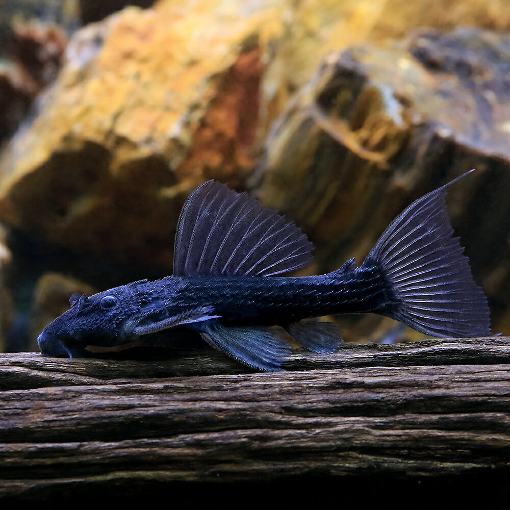 （熱帯魚）ジャリブラック・トリム　Sサイズ（ワイルド）（1匹）　北海道・九州航空便要保温