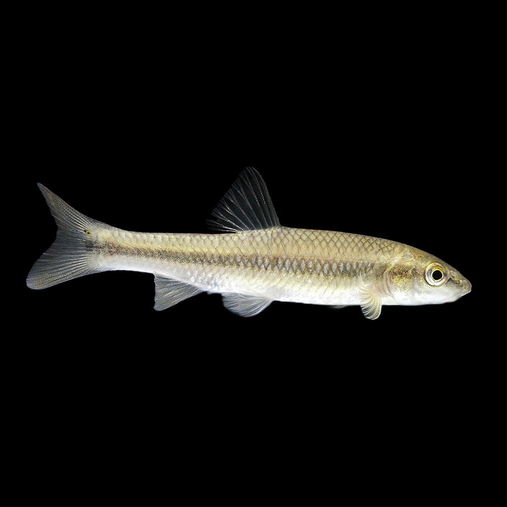 （熱帯魚）一点物　ブルーヘッドチャブ（1匹）　北海道・九州航空便要保温