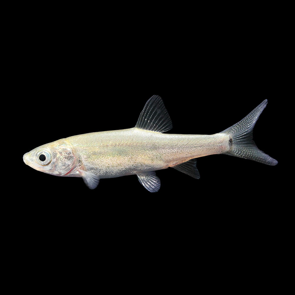 （熱帯魚）一点物　サクラメントブラックフィッシュ（1匹）　北海道・九州航空便要保温
