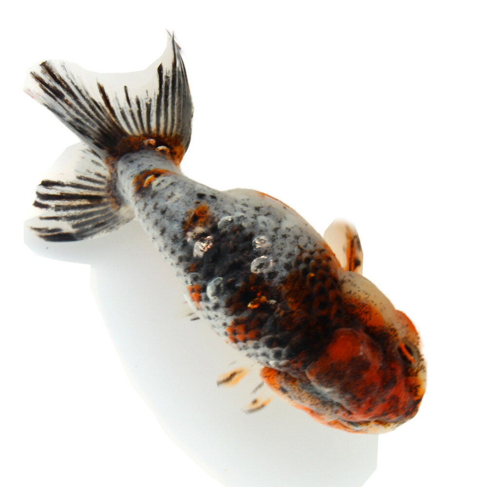 （国産金魚）一点物　五色江戸錦　志村養魚場産　14cm±（1匹）　関東当日便