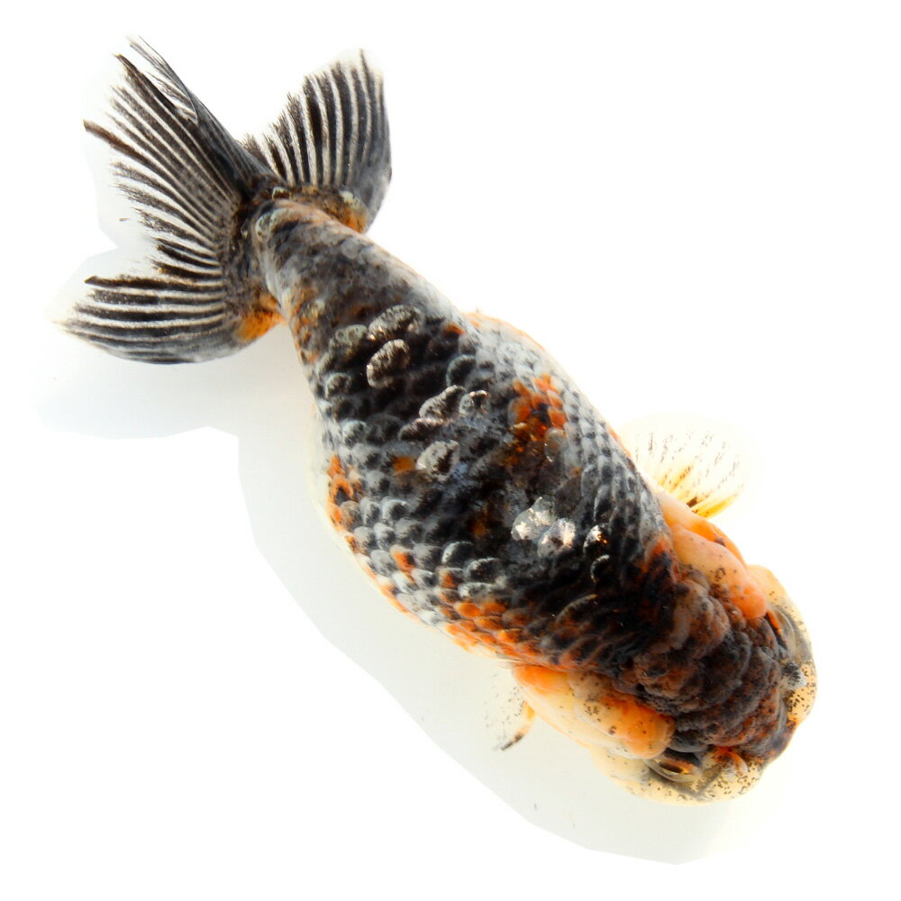 （国産金魚）一点物　五色江戸錦　志村養魚場産　14cm±（1匹）　関東当日便