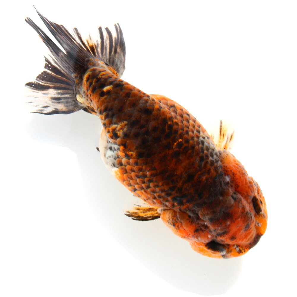 （国産金魚）一点物　五色江戸錦　志村養魚場産　12cm±（1匹）　関東当日便