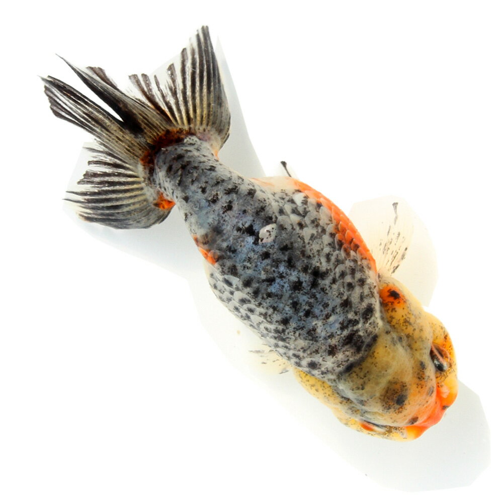 （国産金魚）一点物　五色江戸錦　志村養魚場産　12cm±（1匹）　関東当日便