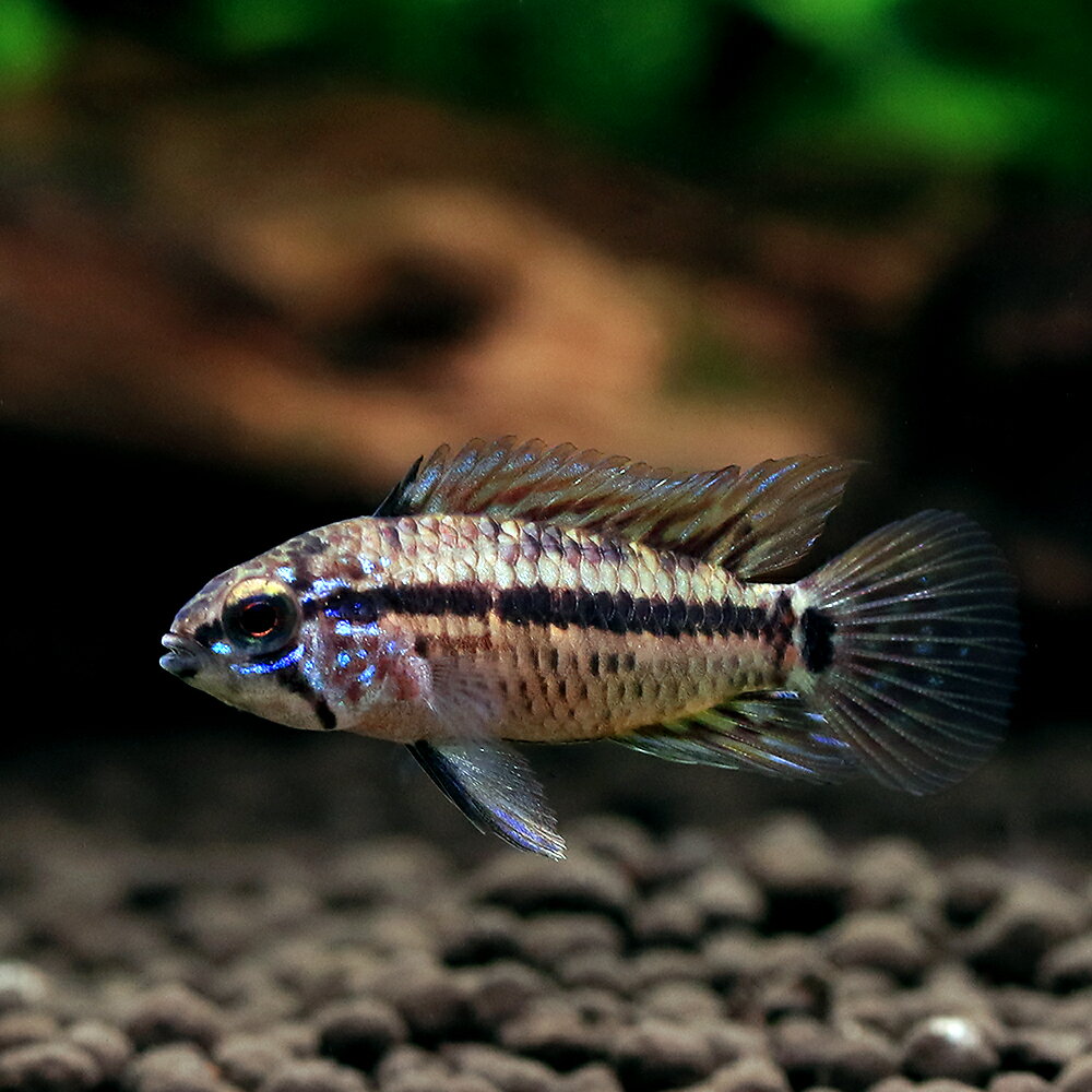 （熱帯魚）アピストグラマsp．ミドルクルア（ブリード）（1匹）　北海道・九州航空便要保温