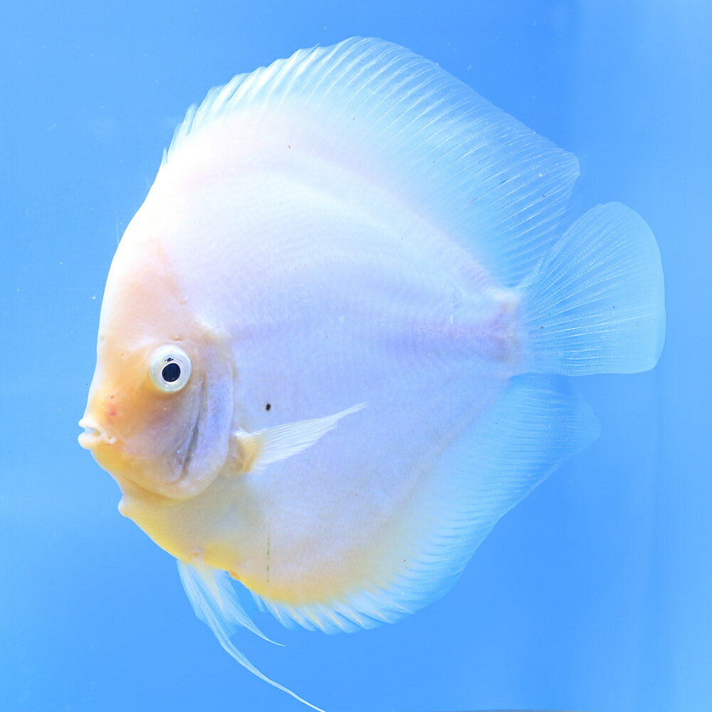 （熱帯魚）一点物　ホワイトダイヤモンド・ディスカス　オス（XLサイズ）（インドネシアブリード）（1匹）　北海道・九州航空便要保温