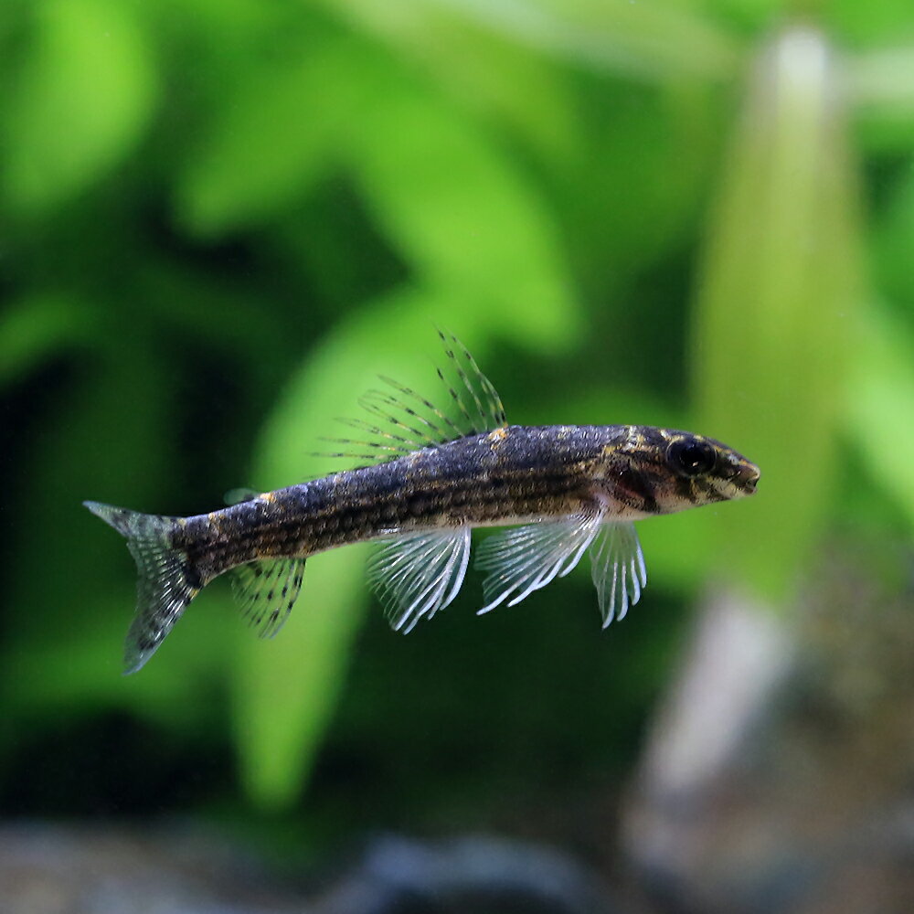 （熱帯魚）ブラックゴビ—ダーターテトラ（1匹）　北海道・九州航空便要保温