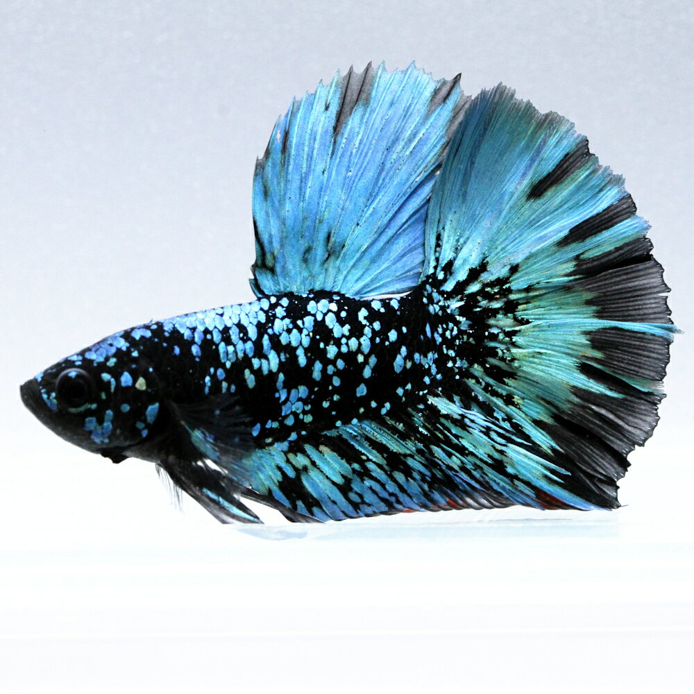 （熱帯魚）一点物　ベタ　スーパーデルタテール　アバターネビュラ　オス（1匹）　北海道・九州航空便要保 ...