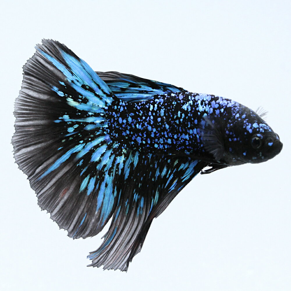 （熱帯魚）一点物　ベタ　スーパーデルタテール　アバターネビュラ　オス（1匹）　北海道・九州航空便要保 ...