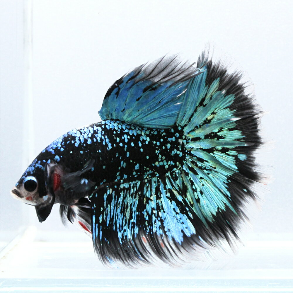 （熱帯魚）一点物　ベタ　スーパーデルタテール　アバターネビュラ　オス（1匹）　北海道・九州航空便要保 ...