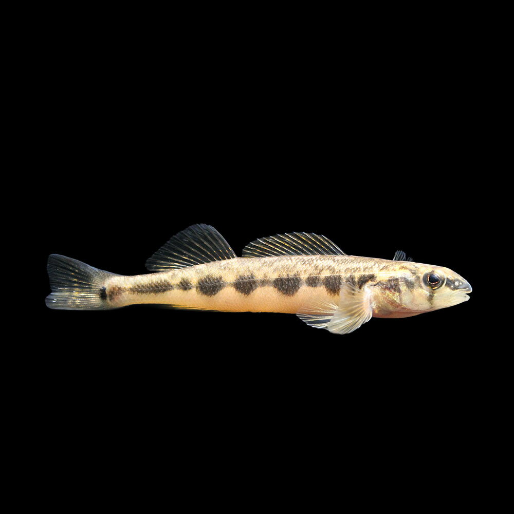 （熱帯魚）一点物　ピートモントダーター（1匹）　北海道・九州航空便要保温