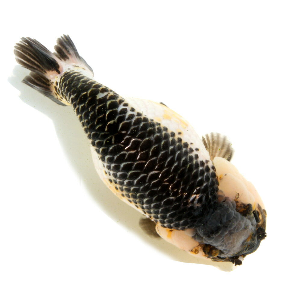（金魚）一点物　白黒らんちゅう　15cm±（中国産）（1匹）北海道航空便要保温