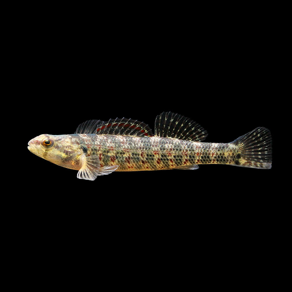 （熱帯魚）一点物　クリスマスダーター（1匹）　北海道・九州航空便要保温